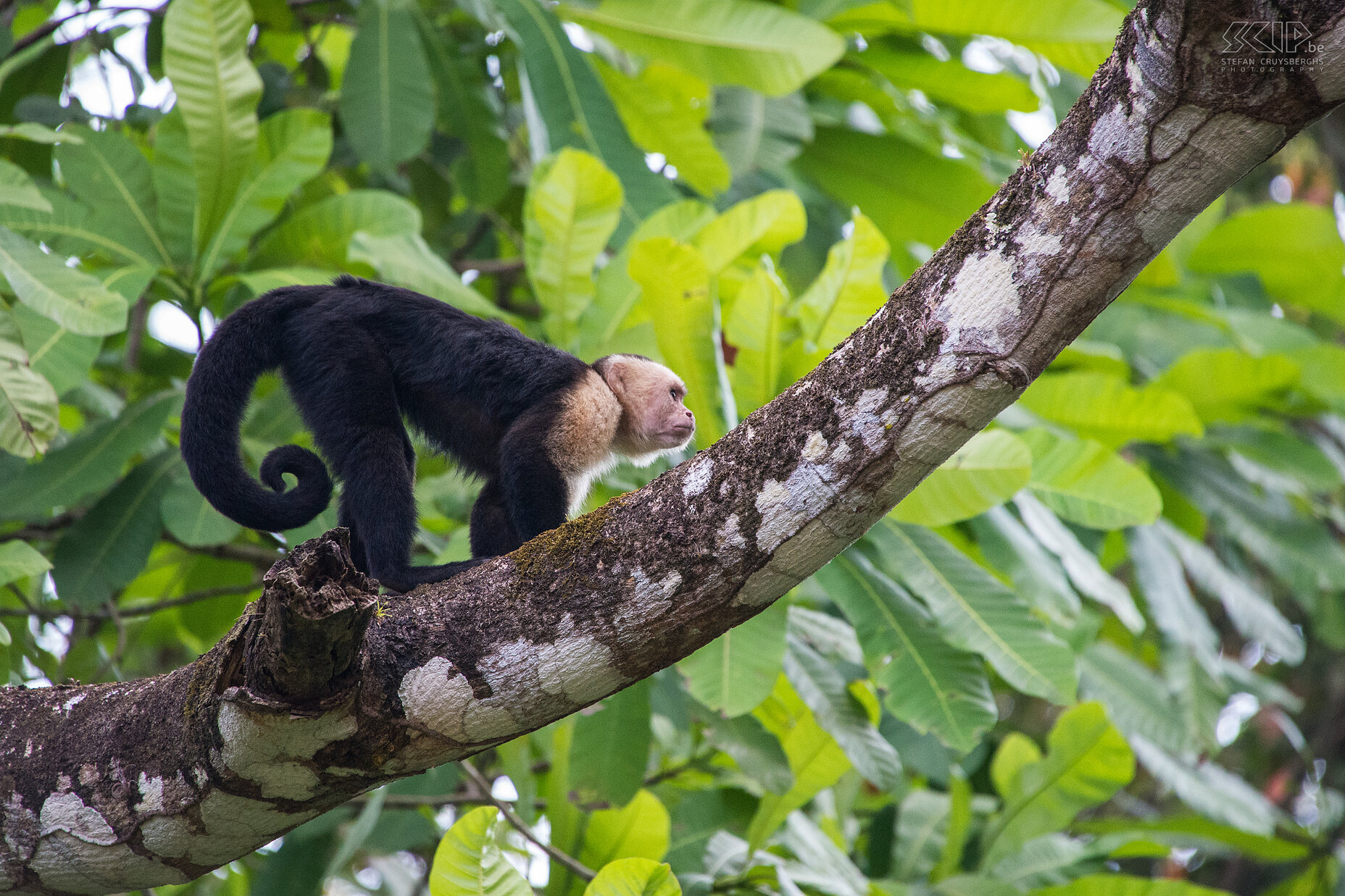 Carara - Witschouderkapucijnaap Carara is oook een fantastische nationaal park in Costa Rica. Carara heeft een breed scala aan wildlife, omdat het overgangszone is tussen tropische vochtige bossen en tropische droge bossen en mangroven.<br />
<br />
De witschouderkapucijnaap oftewel witkeelkapucijnaap (cebus capucinus) is een middelgrote aap die voorkomt in de bossen van Midden-Amerika. Het is lichaam is grotendeels zwart en een deel van z'n voorkant en kop is wit, vandaar zijn naam. Het is een zeer intelligente aap en het heeft een opvallende grijpstaart die vaak omhoog gerold wordt. Ze leven in troepen en eet veel verschillende soorten voedsel, met inbegrip van fruit, plantaardig materiaal, ongewervelden en kleine gewervelde dieren. Stefan Cruysberghs